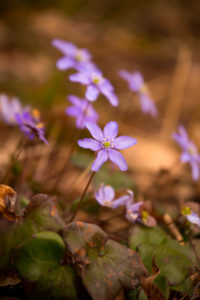 Anemone hepatica (common hepatica, liverwort, kidneywort, pennywort) Flowers, Spring, Forest, Finland Anemone hepatica (common hepatica, liverwort, kidneywort, pennywort) Flowers, Spring, Forest, Finland
